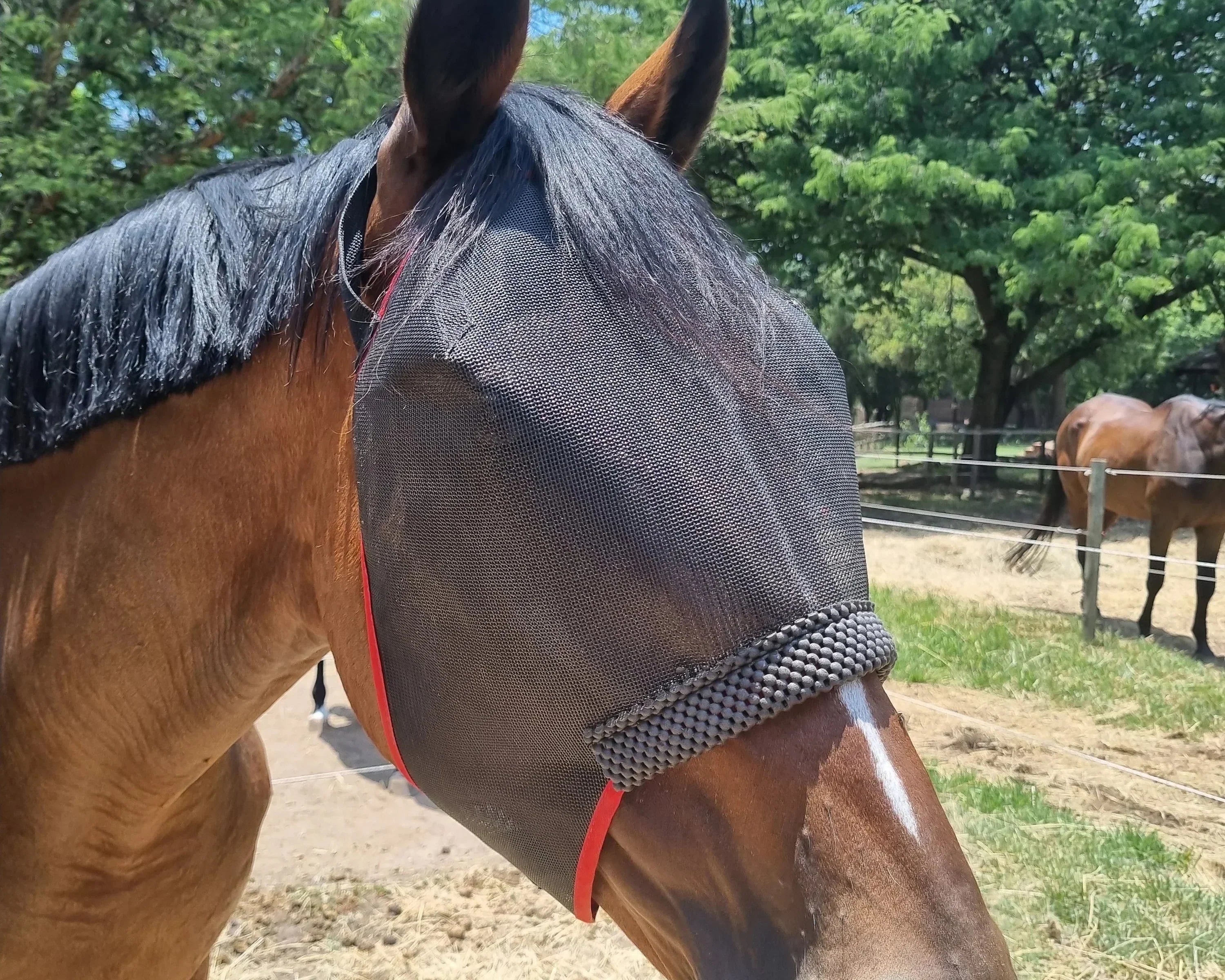 Fly Masks for Horses: How to Choose, Fit and Get Through Fly Season