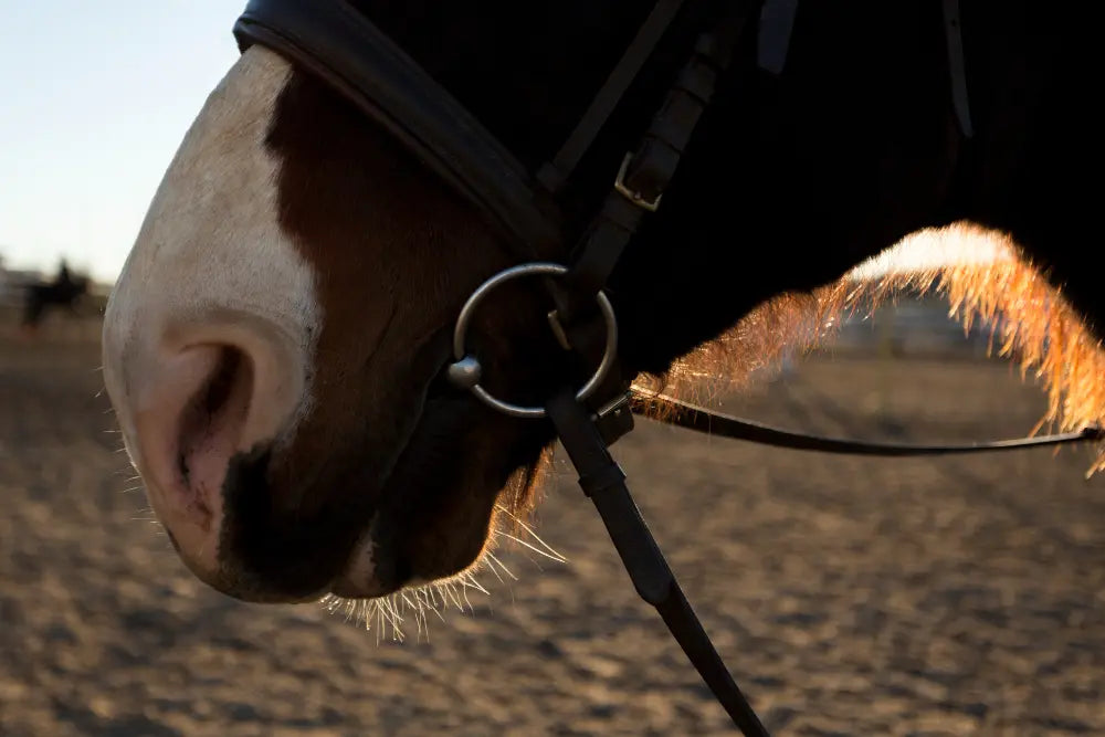 Horse Bits Explained: Types, Mouthpieces, and How to Choose the Right One