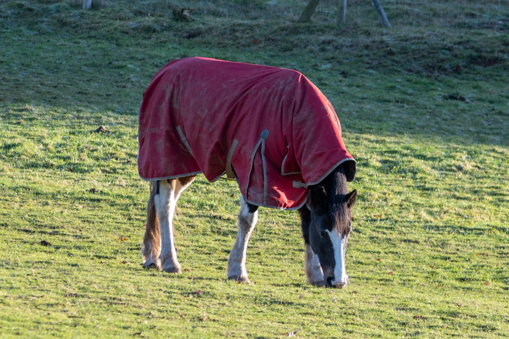 Horse Blankets: A South African Winter Guide to Rugs, Weights, and Sizing