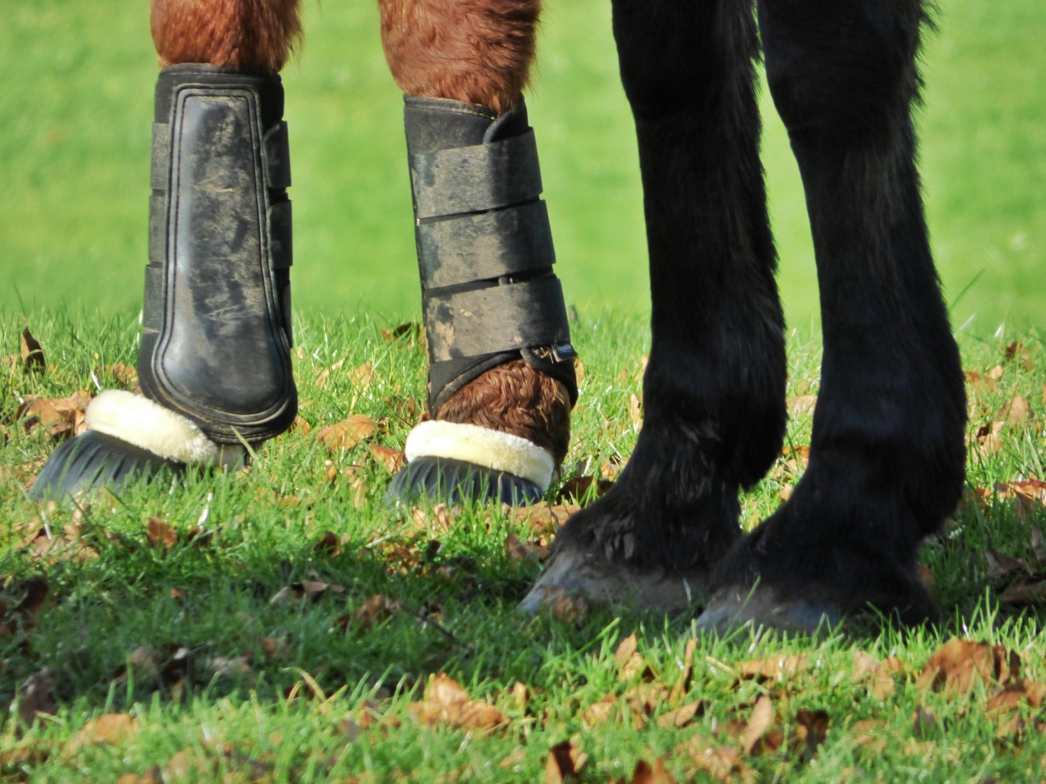 Horse Boots: Which Type Your Horse Actually Needs and When to Use Them