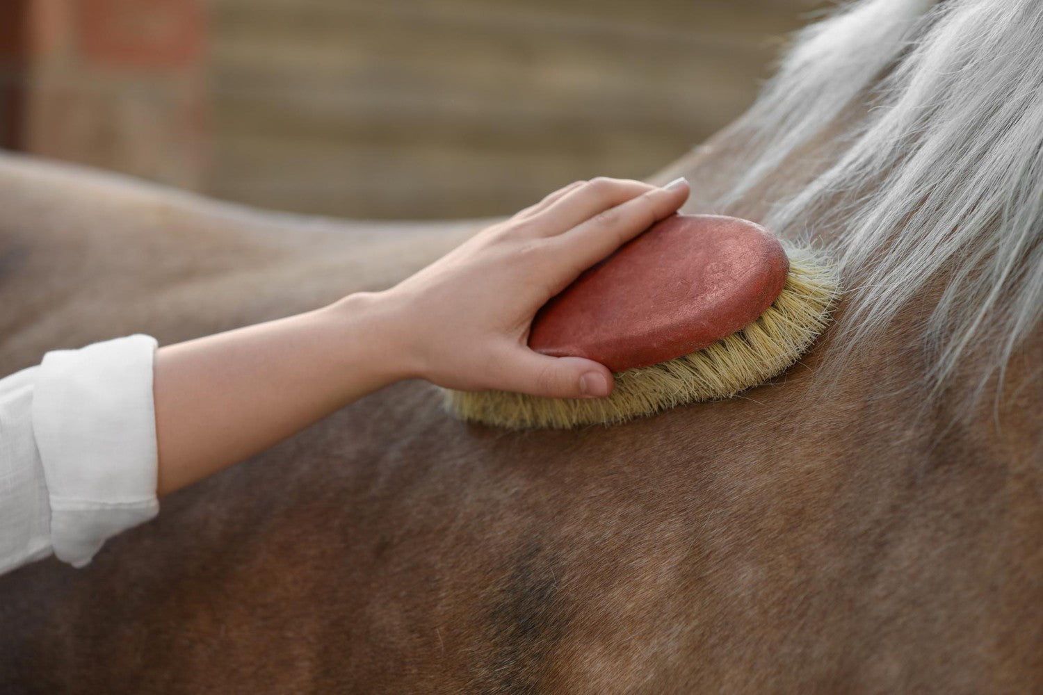 Horse Grooming Kit: What Every Rider Actually Needs and How to Use It