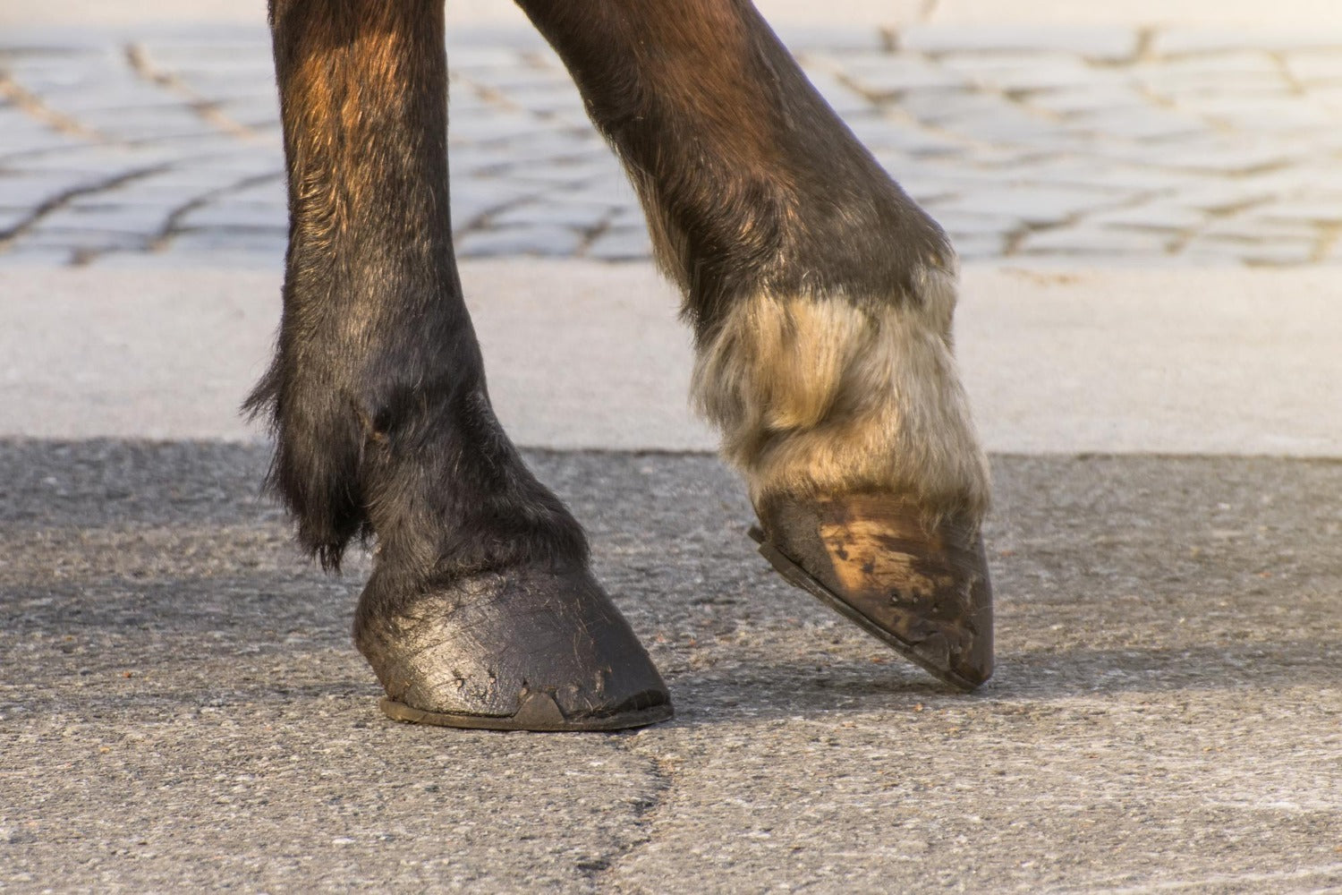 Stockholm Tar, Hoof Oil, Hoof Balm and Hoof Hardener: Which Does Your Horse Need?