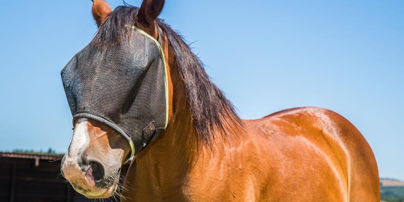 Keeping your Horse Comfy during Fly Season