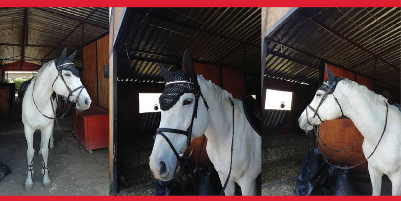 Solo Coloured Diamante Bridle Review - Candice Kent