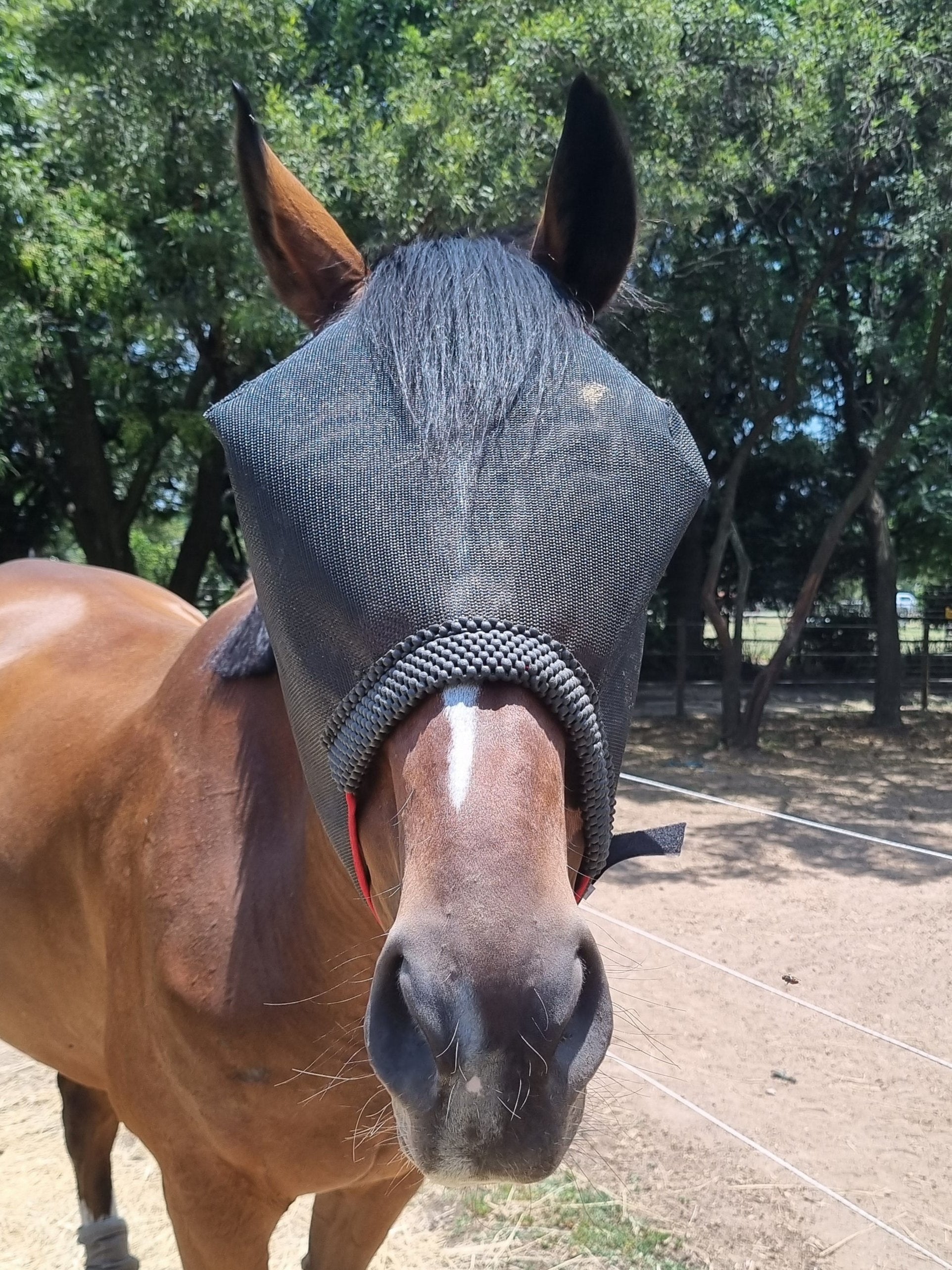 Fly Mask Comfort Equiprene Solo