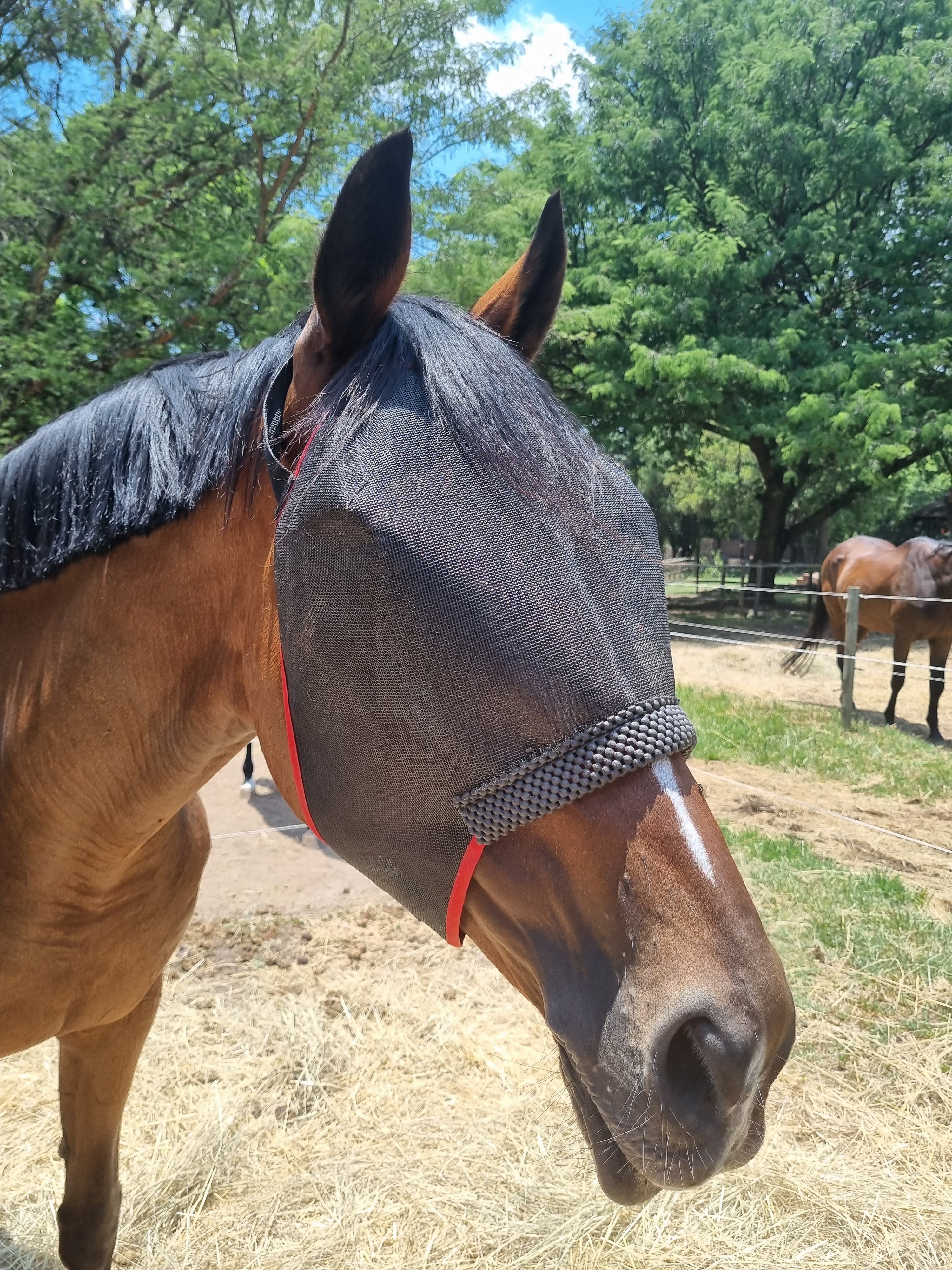 Fly Mask Comfort Equiprene Solo