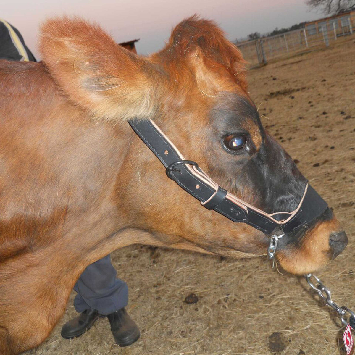 Halter Cattle Leather + Chain Solo Solo Saddlers