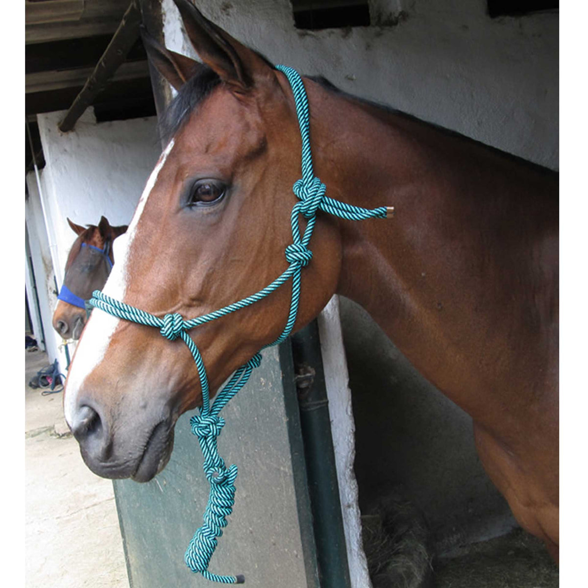 Rope Halter + Lead Solo Solo Saddlers