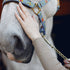 Bitless Bridles Explained: Cross-Under, Sidepull, Hackamore and How to Choose