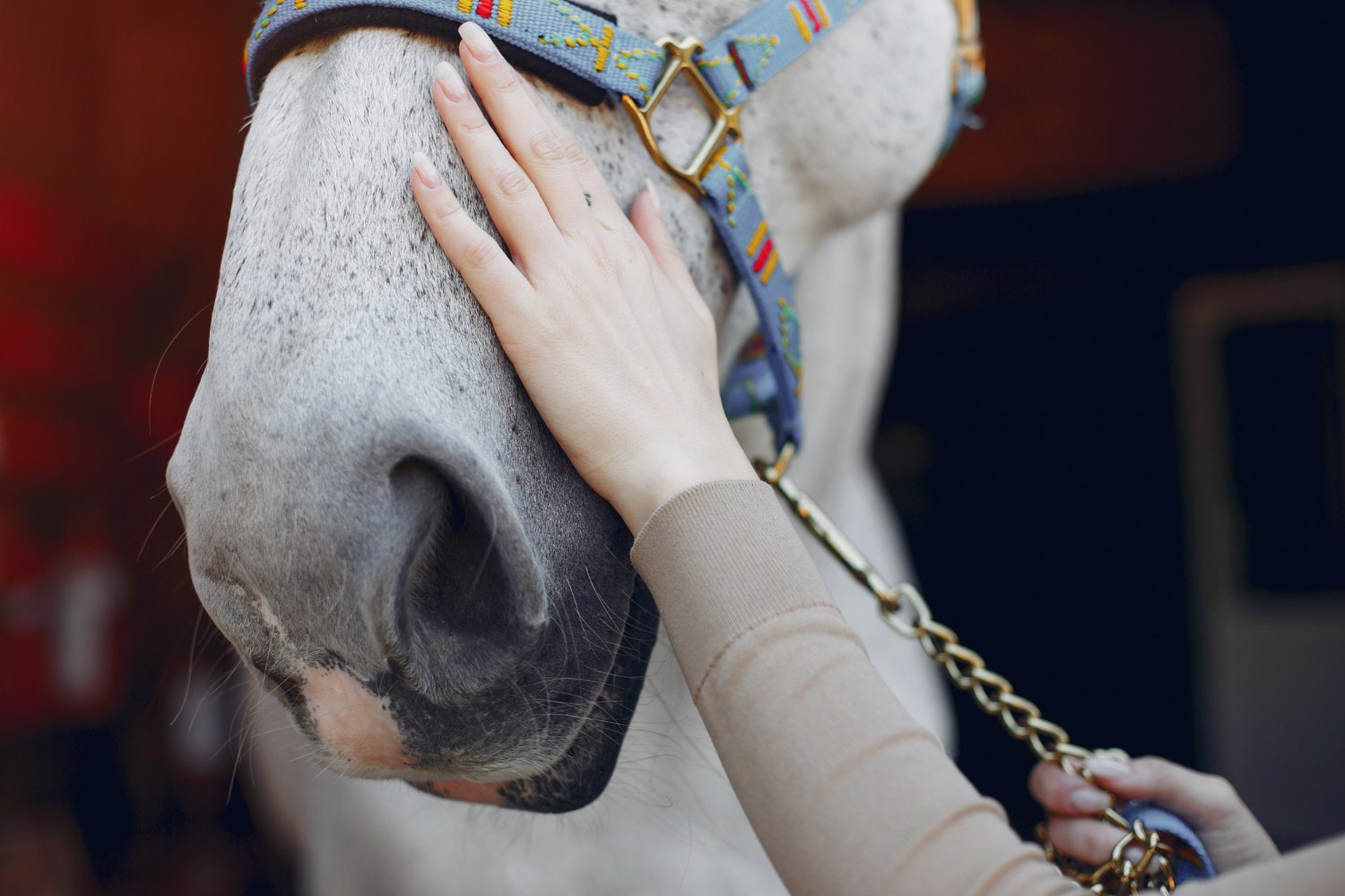 Bitless Bridles Explained: Cross-Under, Sidepull, Hackamore and How to Choose