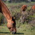 Fly Spray for Horses: Types, Application and How to Choose the Right One
