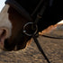 Horse Bits Explained: Types, Mouthpieces, and How to Choose the Right One