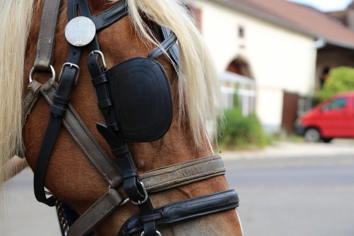 Horse Blinkers Explained: Types, Fitting and When Your Horse Needs Them