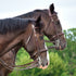 Horse Bridle Types: A Complete Guide to Choosing and Fitting the Right Bridle