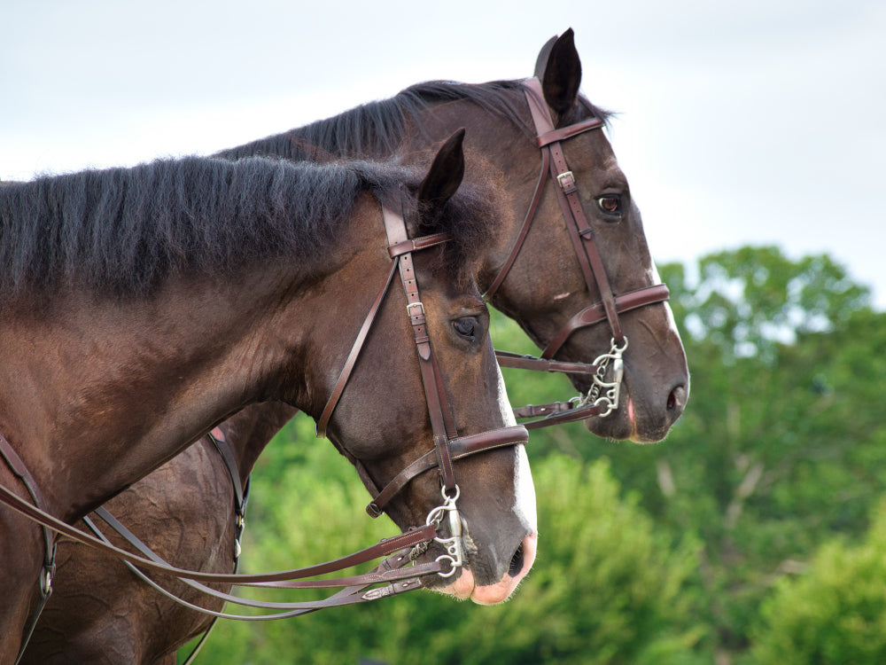 Horse Bridle Types: A Complete Guide to Choosing and Fitting the Right Bridle