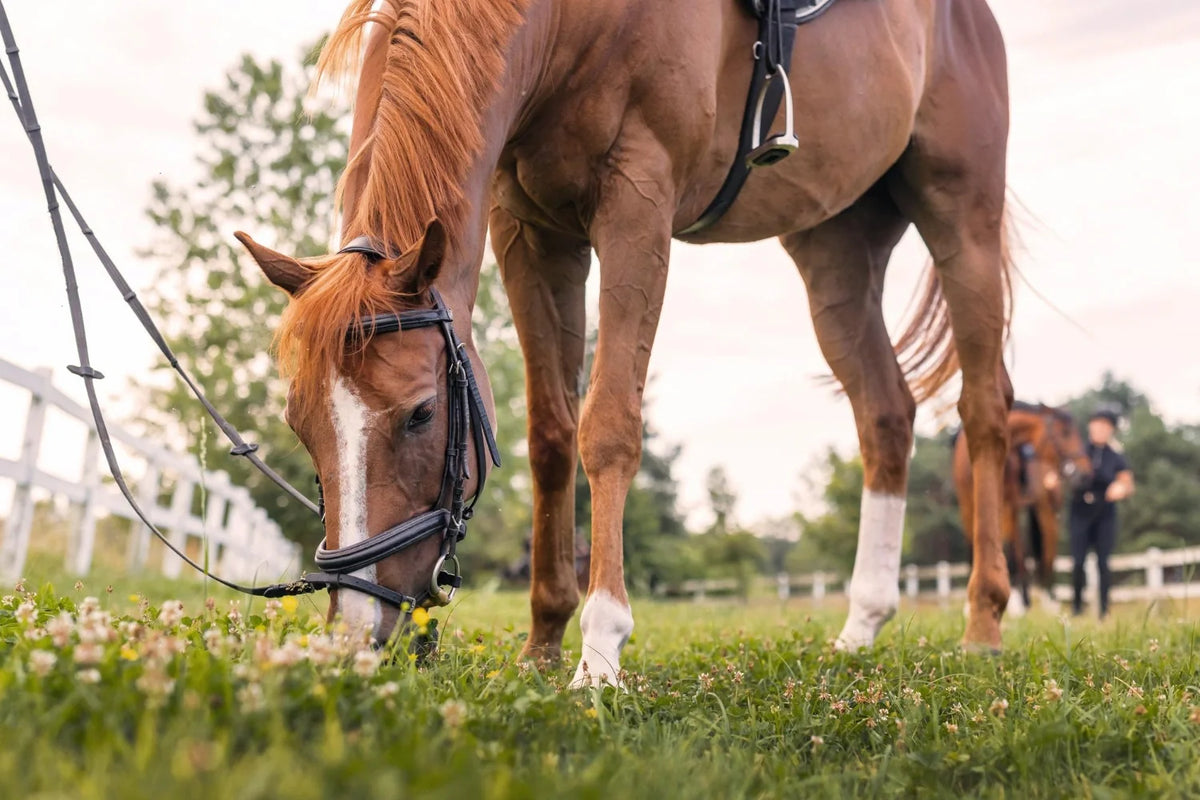 Horse Halter Guide: Rope, Nylon or Leather, and How to Fit One Properly