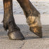 Stockholm Tar, Hoof Oil, Hoof Balm and Hoof Hardener: Which Does Your Horse Need?