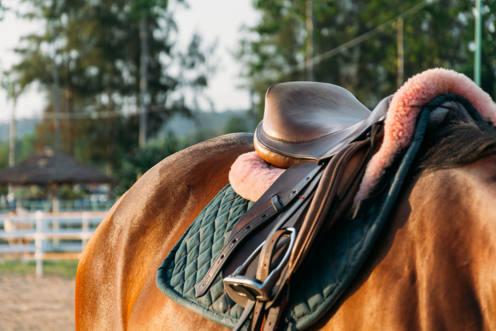 How to Choose a Horse Saddle: A South African Buyer's Guide