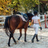 Horse Supplements: What Your Horse Actually Needs and When to Feed Them