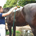 Horse Shampoo: How to Choose the Right Wash for Mane, Tail, and Coat