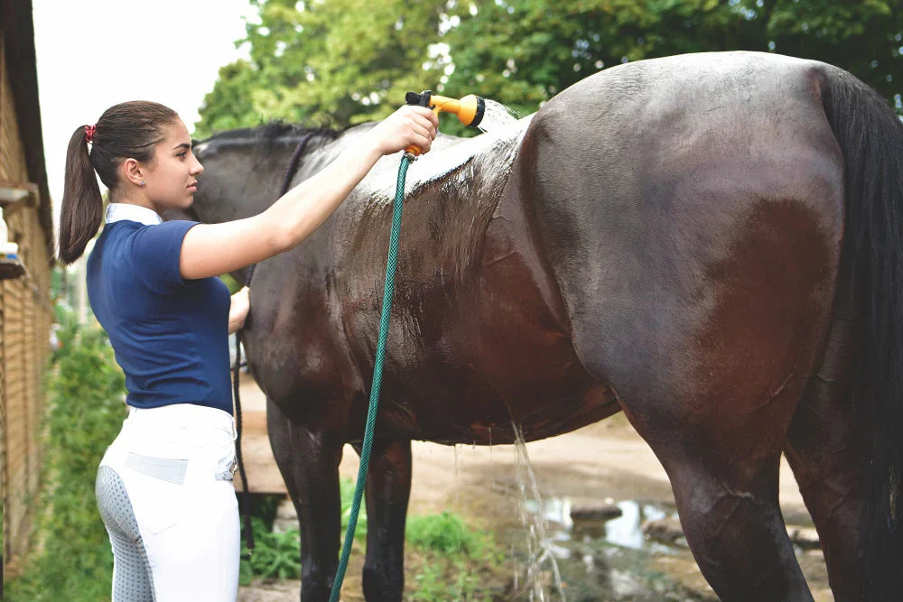 Horse Shampoo: How to Choose the Right Wash for Mane, Tail, and Coat