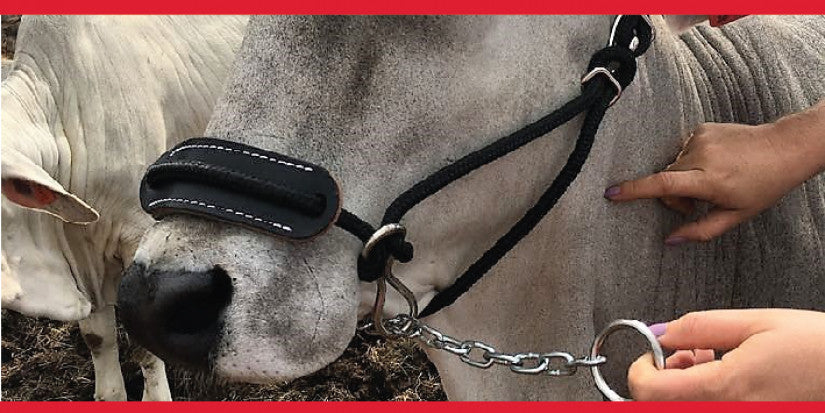 Solo Saddlers Rope And Chain Cattle Halter Review - Roeleen Bloemhof