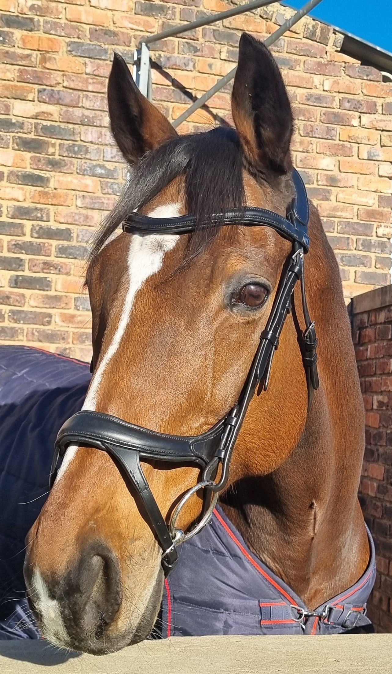 Bridle Anatomic Padded Solo