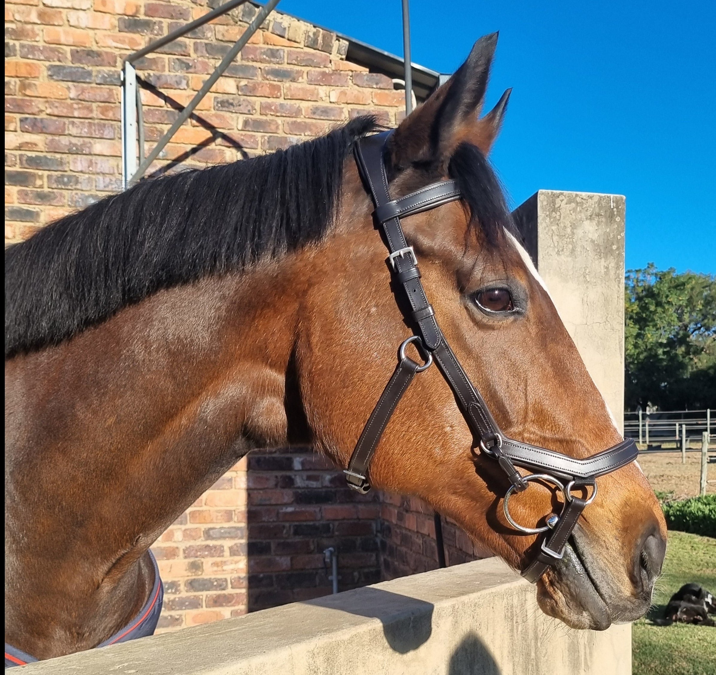 Bridle Anatomic Relief Solo