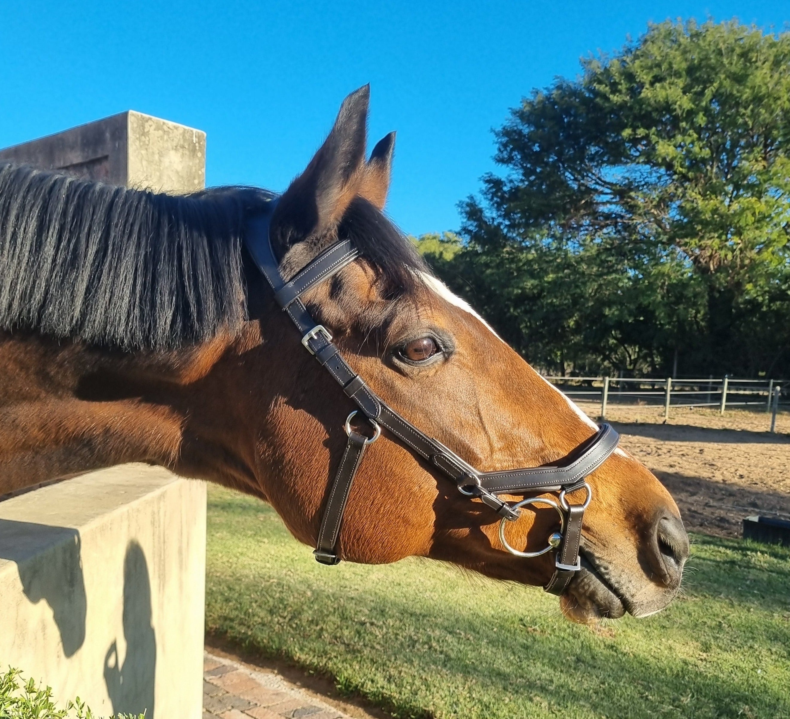 Bridle Anatomic Relief Solo