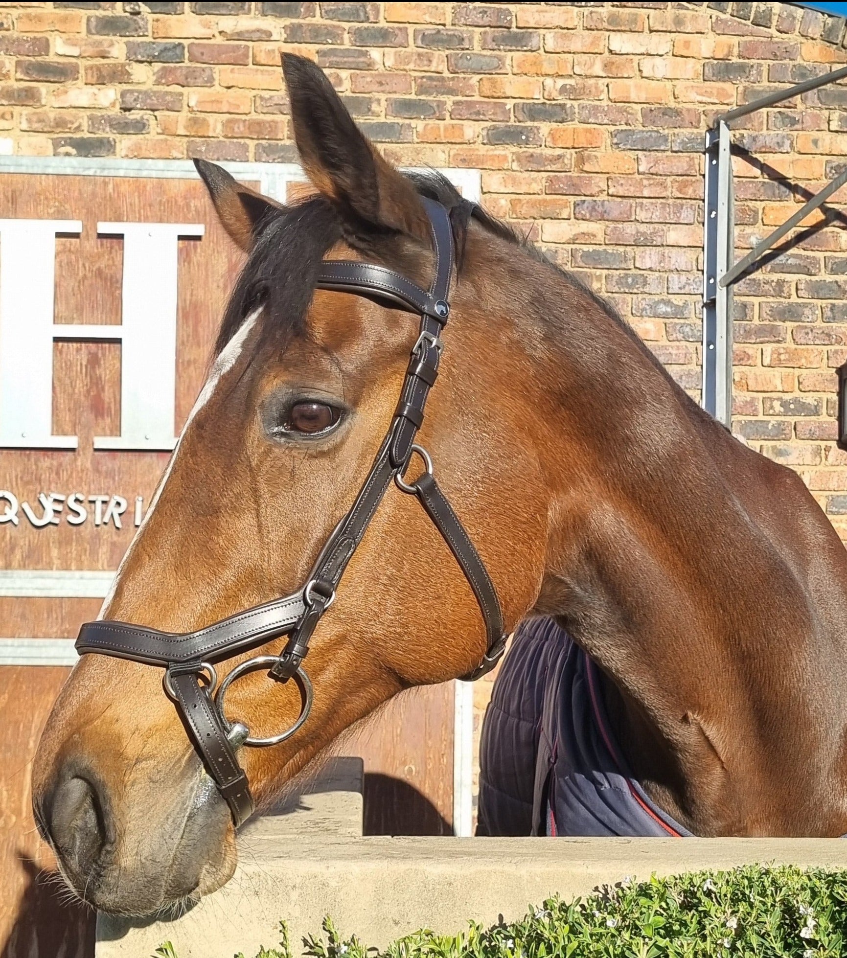 Bridle Anatomic Relief Solo