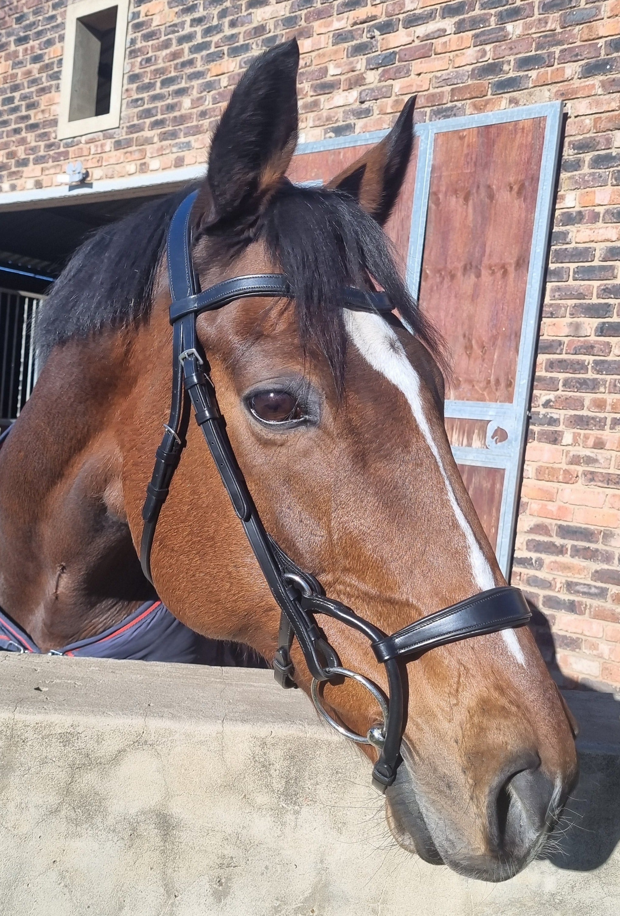 Bridle Anatomic Rolled Solo
