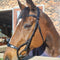 Bridle Anatomic Rolled Solo
