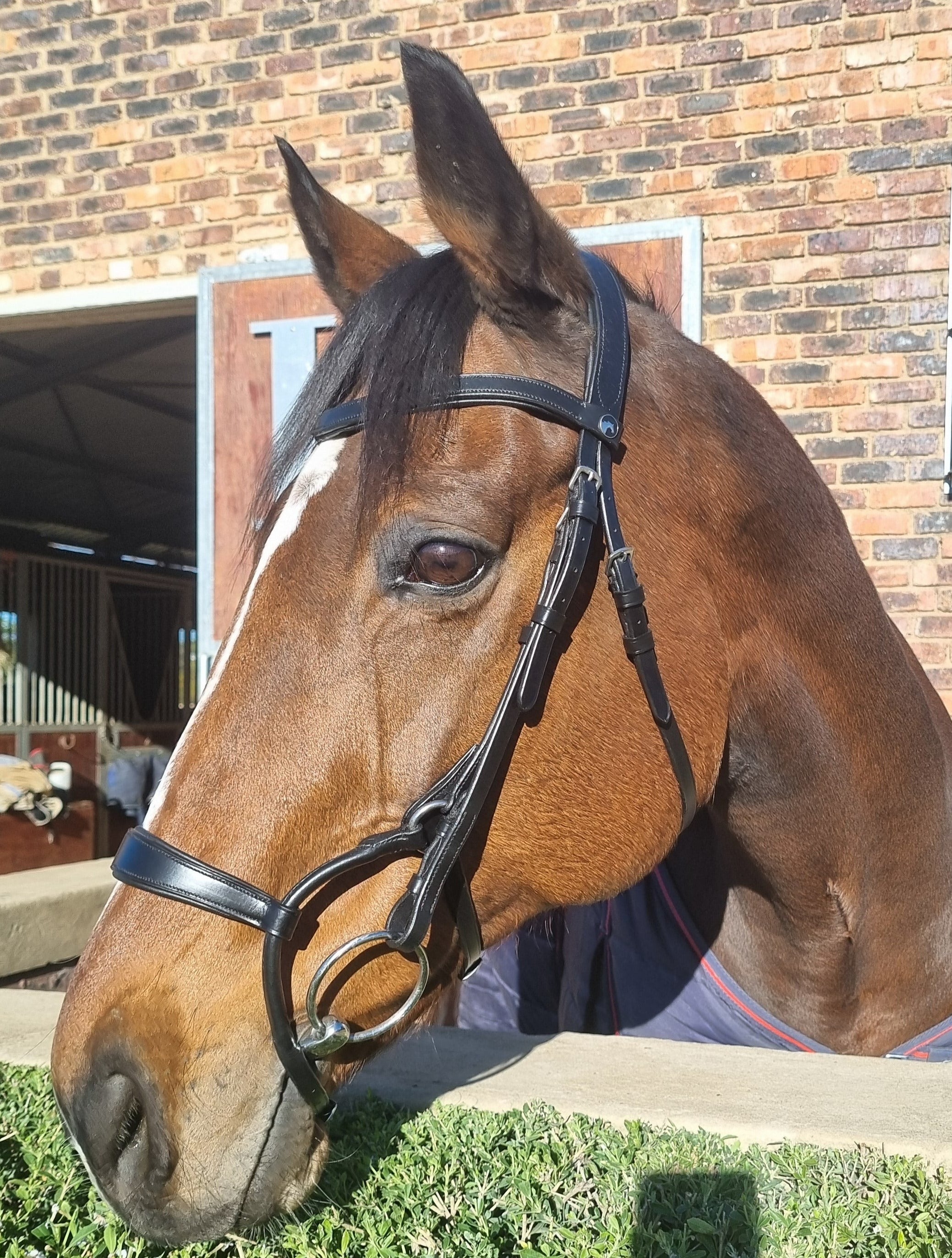 Bridle Anatomic Rolled Solo