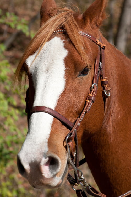 <strong>Bridles</strong>