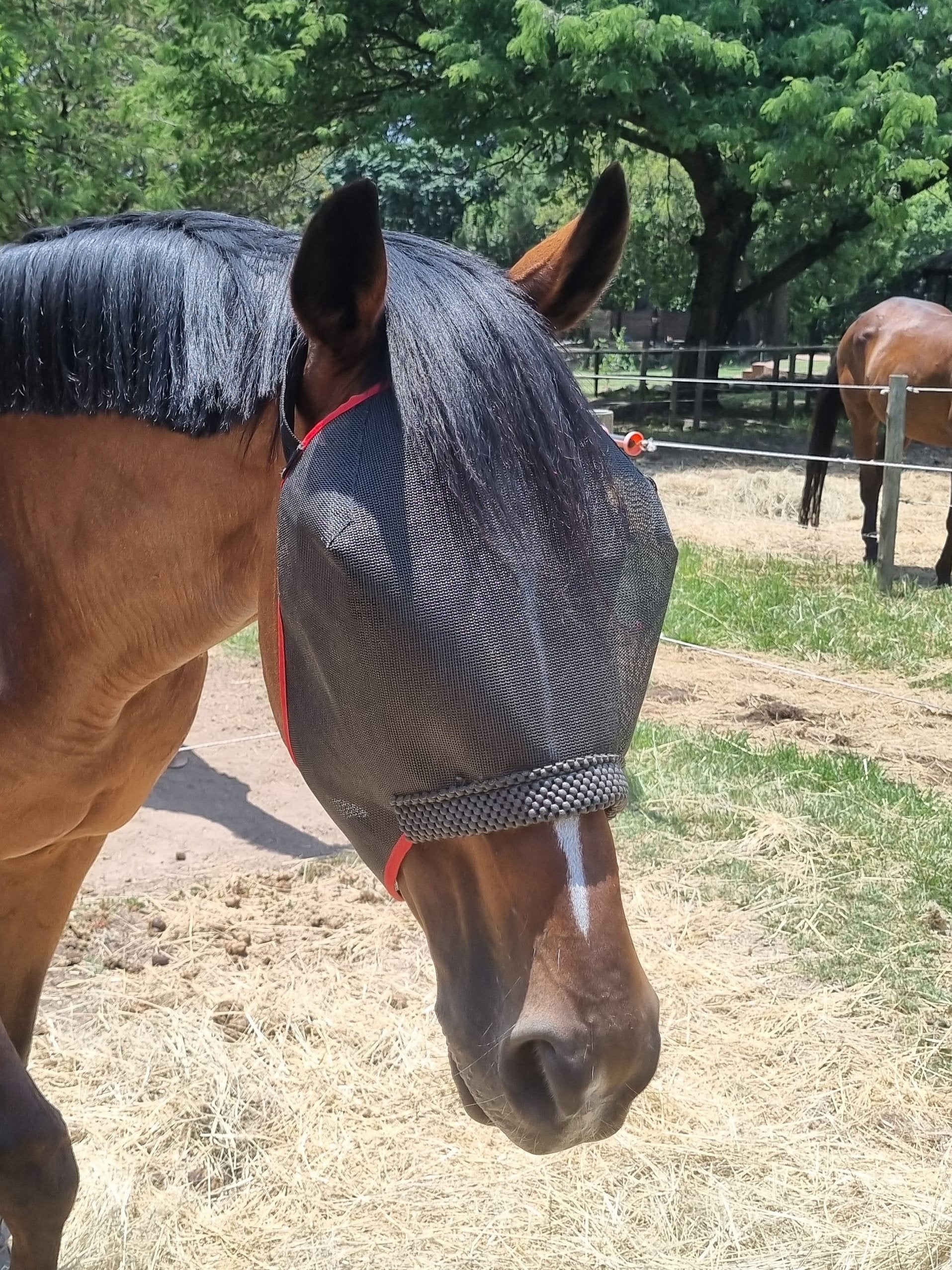 Fly Mask Comfort Equiprene Solo
