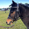Bridle Pony Shetland Solo