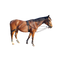 Lunging Aid Solo