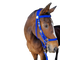 Bridle Endurance Web Solo