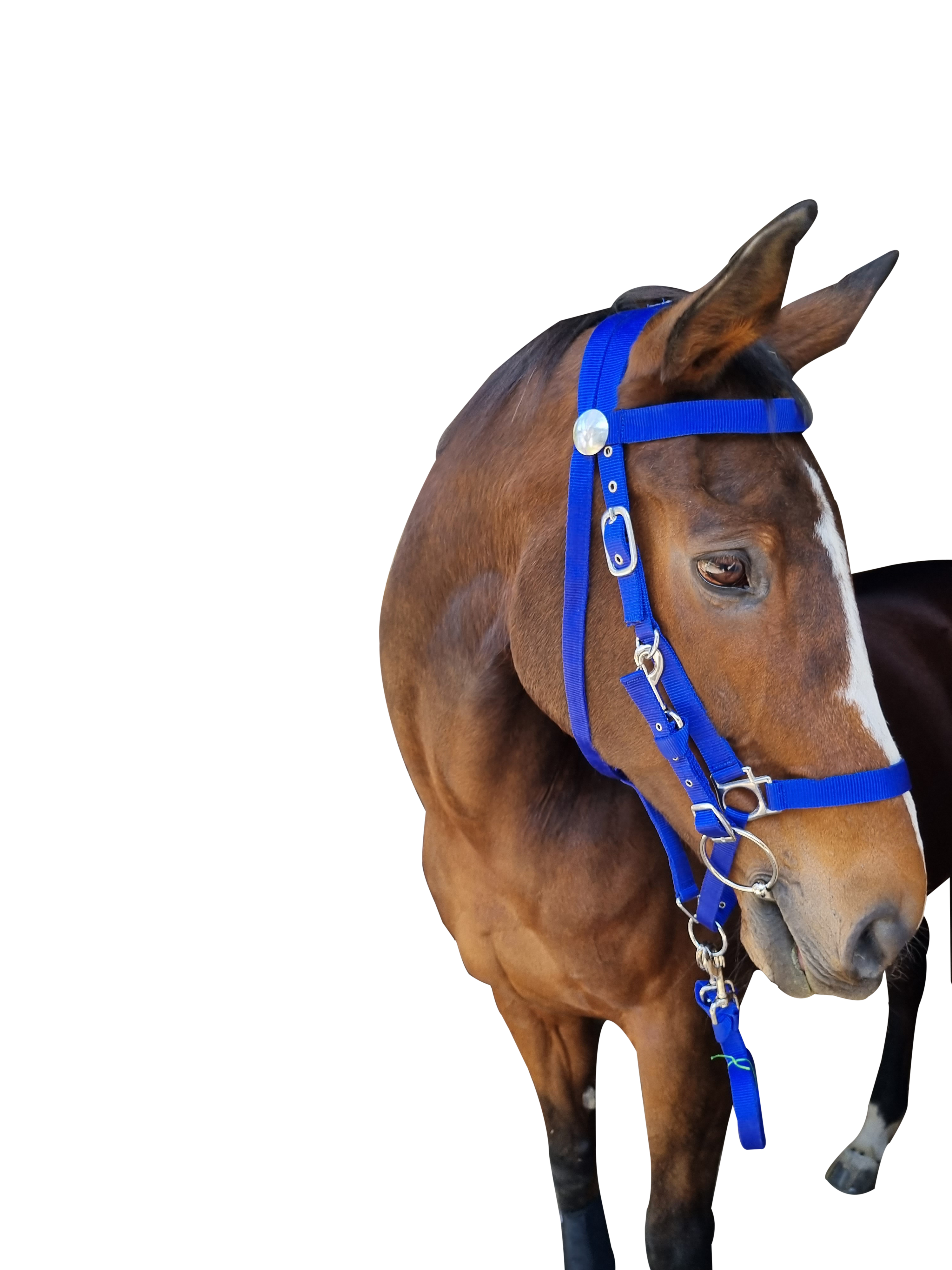 Bridle Endurance Web Solo