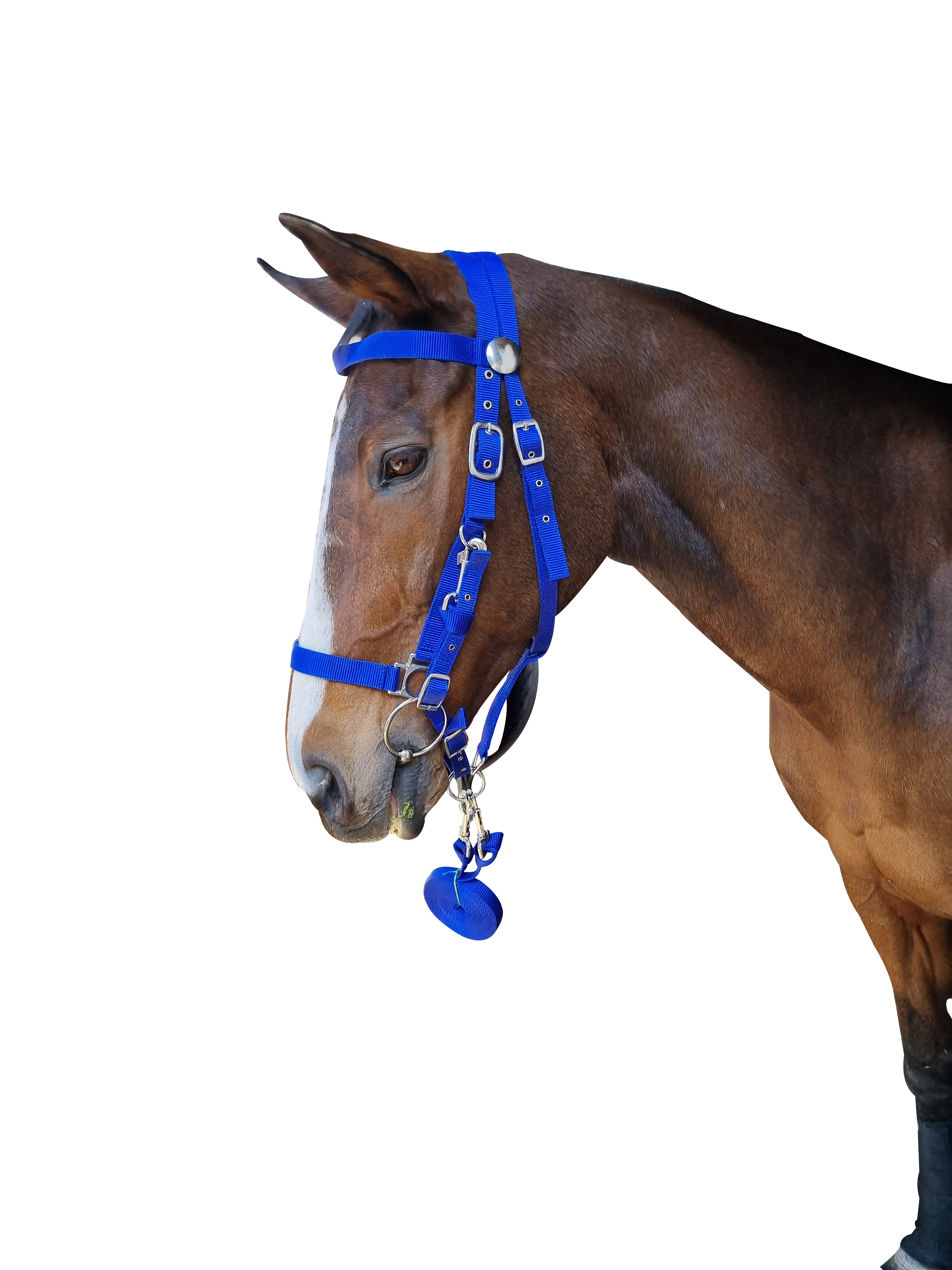 Bridle Endurance Web Solo
