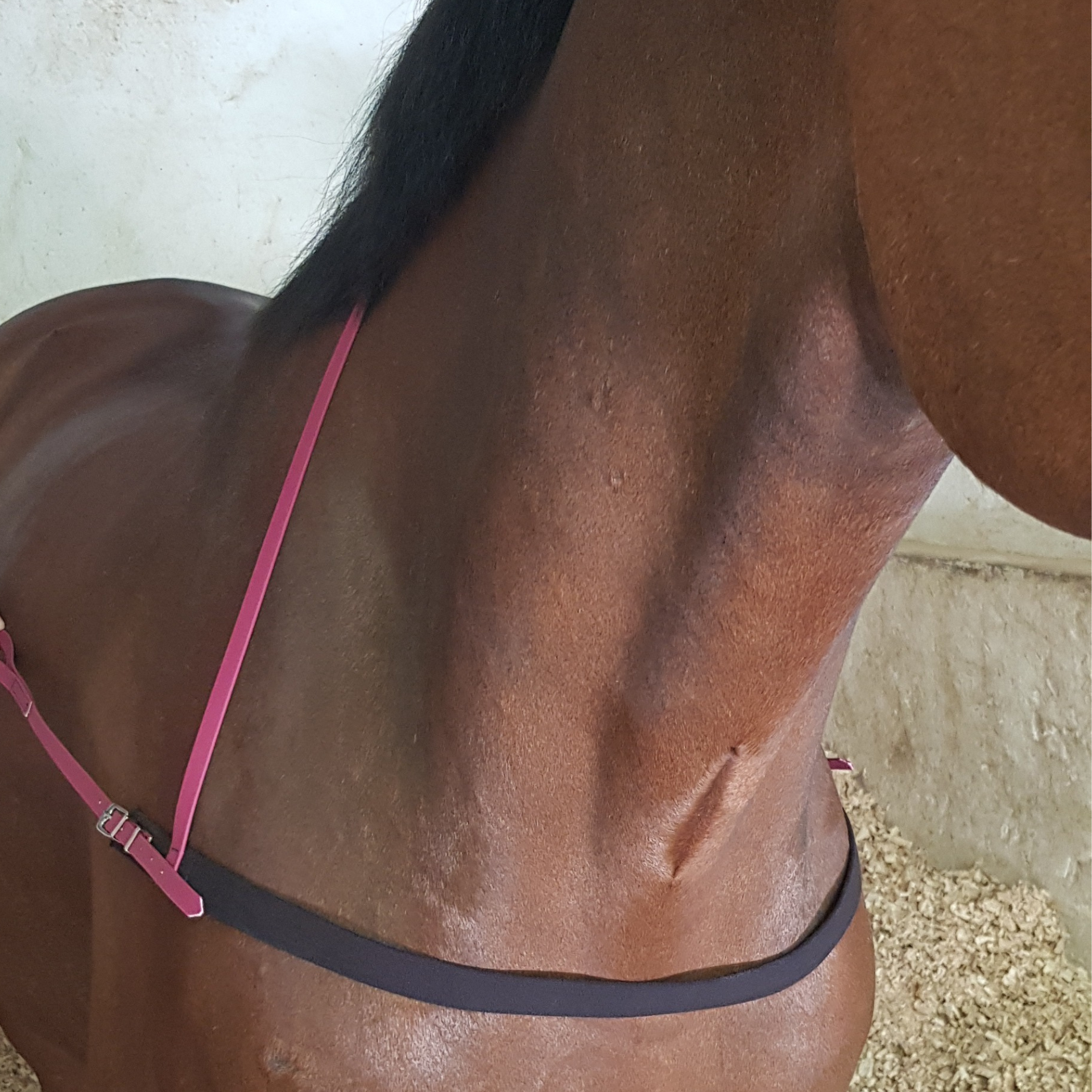 Breast Plate Exercise Biothane & Elastic