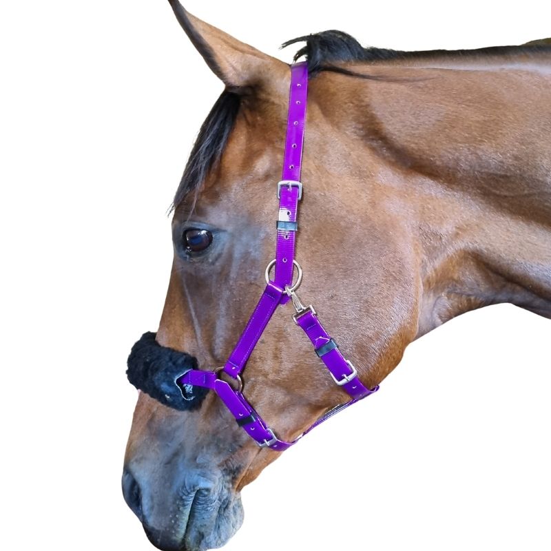Bridle Endurance Easy Clip