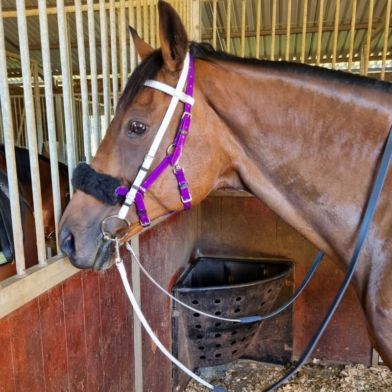 Bridle Endurance Easy Clip