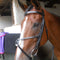 Grackle / Mexican Noseband Leather Solo