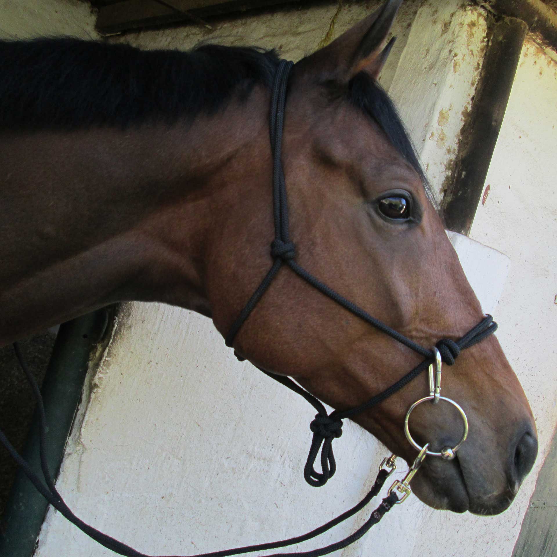 Bridle Rope Solo