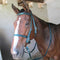 Bridle Web Solo + Snaffle