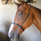 Caveson Noseband Nylon Solo