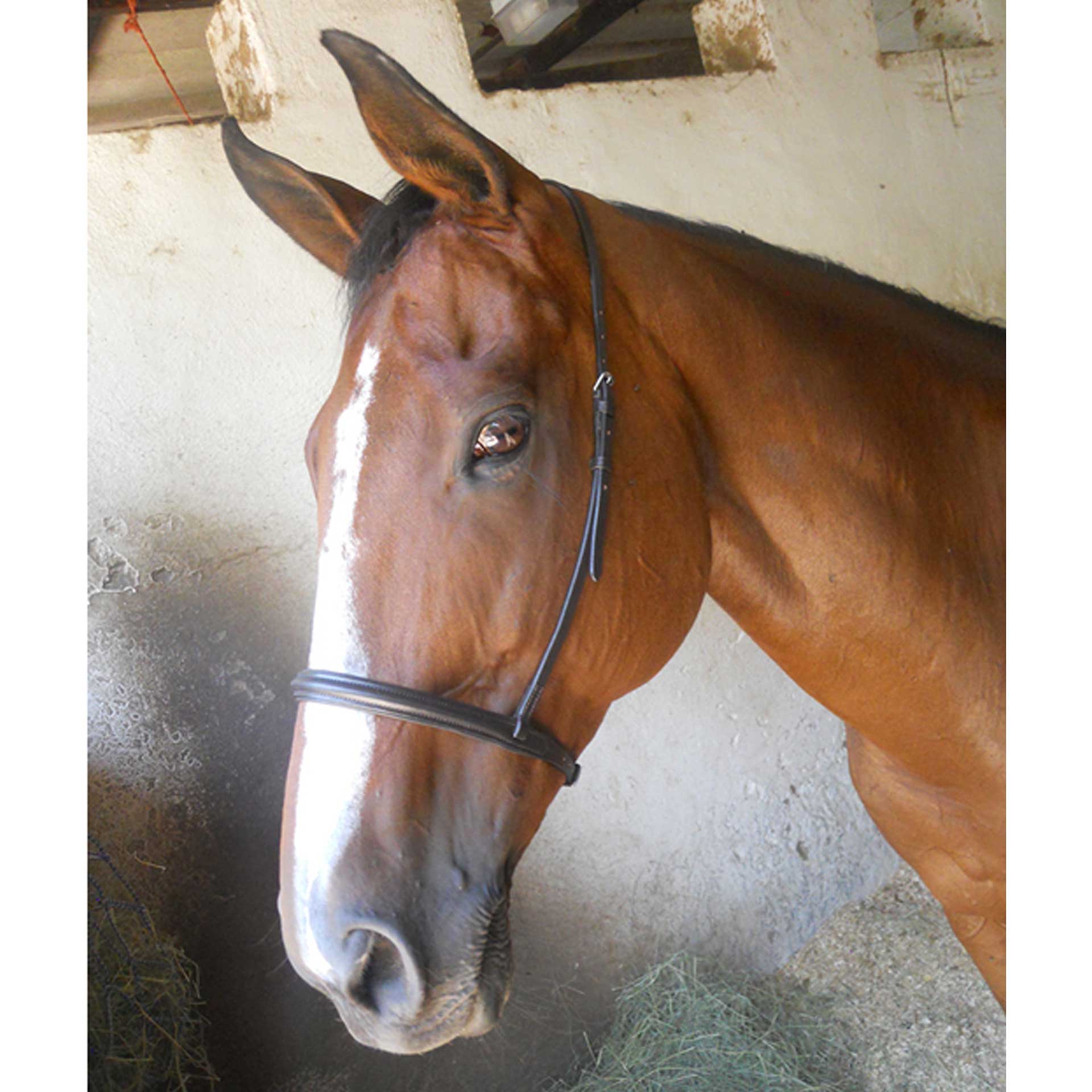 Caveson Noseband Raised & Padded Leather Solo