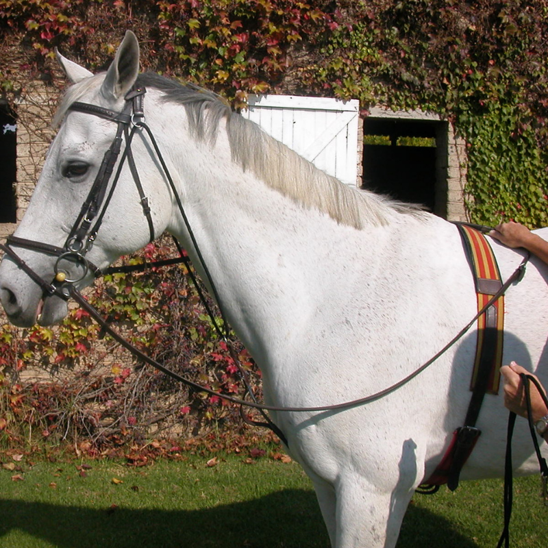 Chambon Elastic Solo