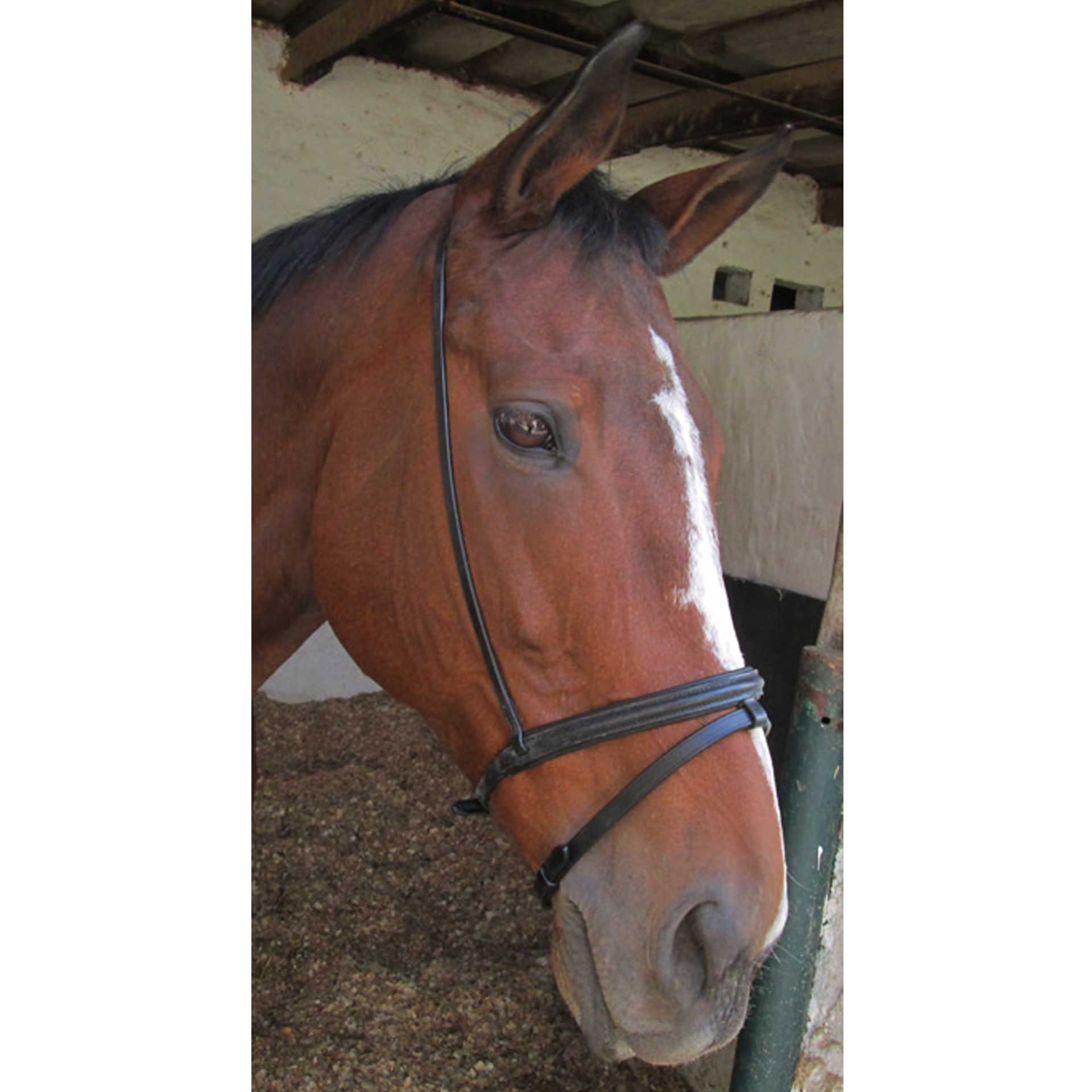 Flash Noseband Raised / Raised & Padded Leather Solo